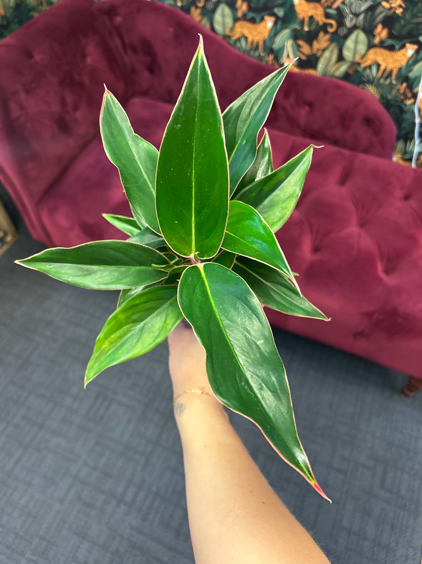 5" Aglaonema 'Sapphire'