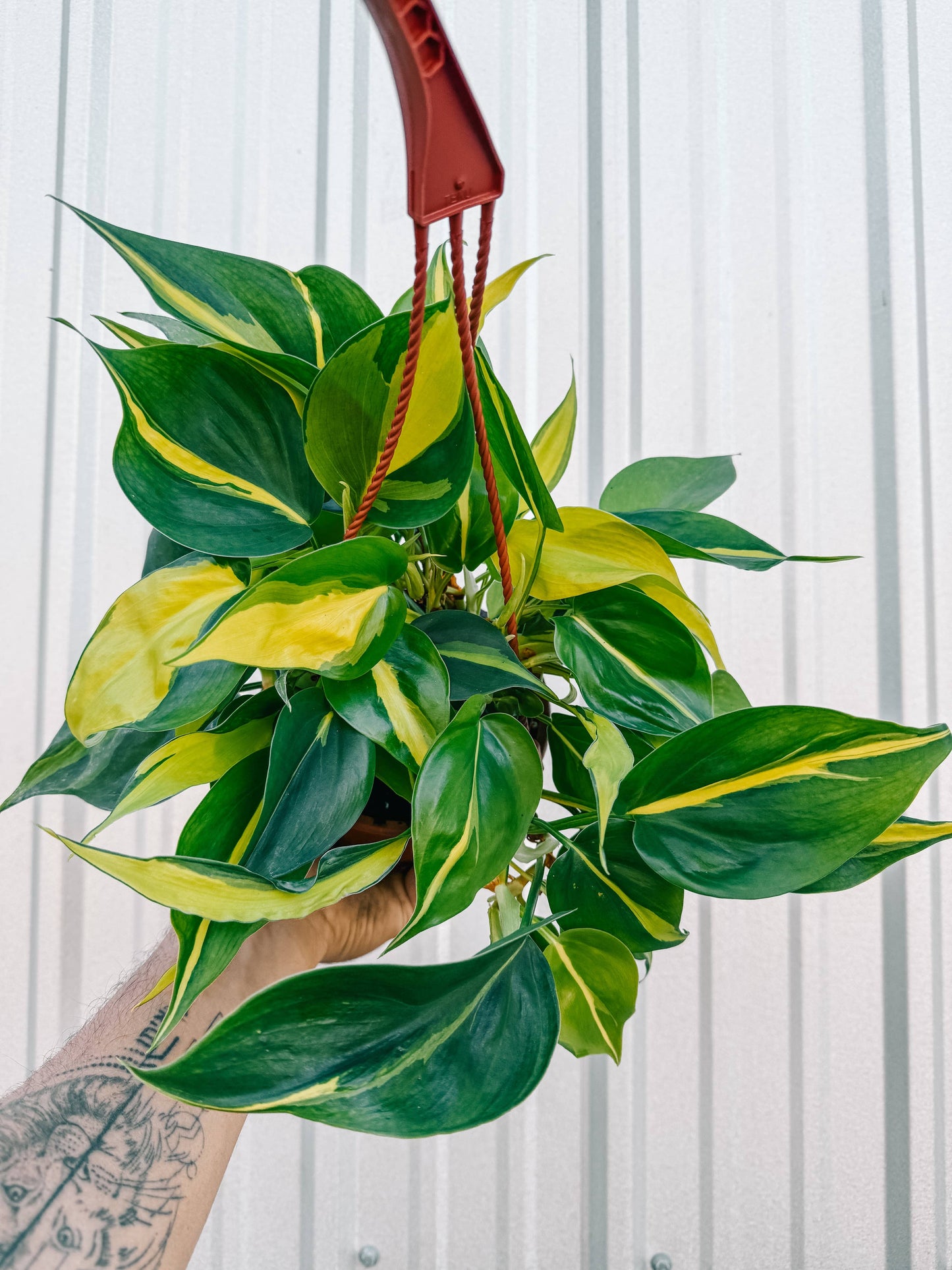 6" Philodendron 'Brasil'