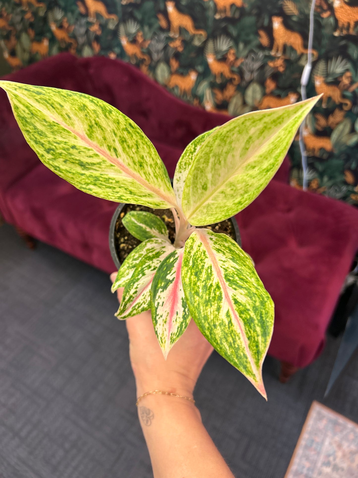 5" Aglaonema 'Gold Star'