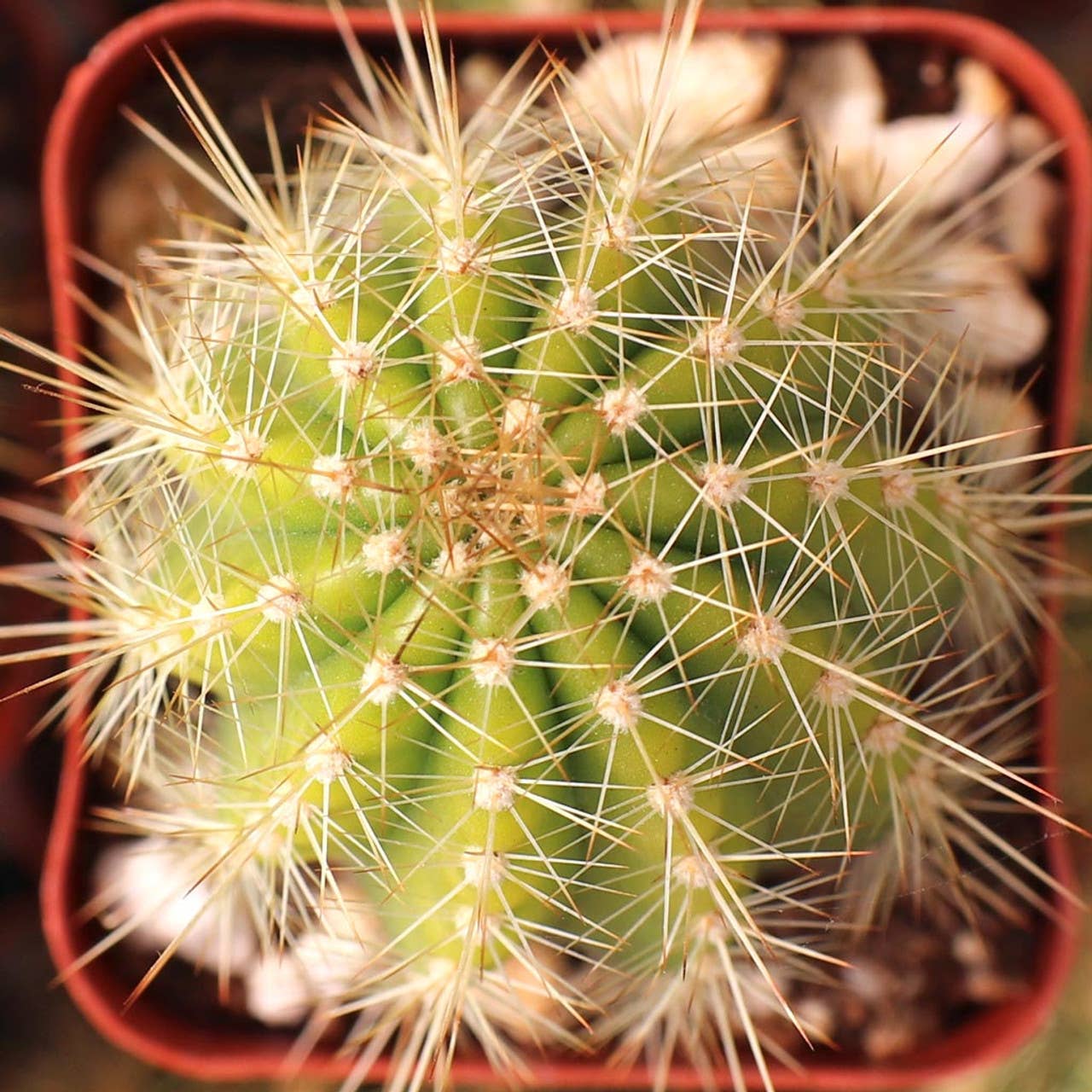 Echinopsis x huascha hybrid
