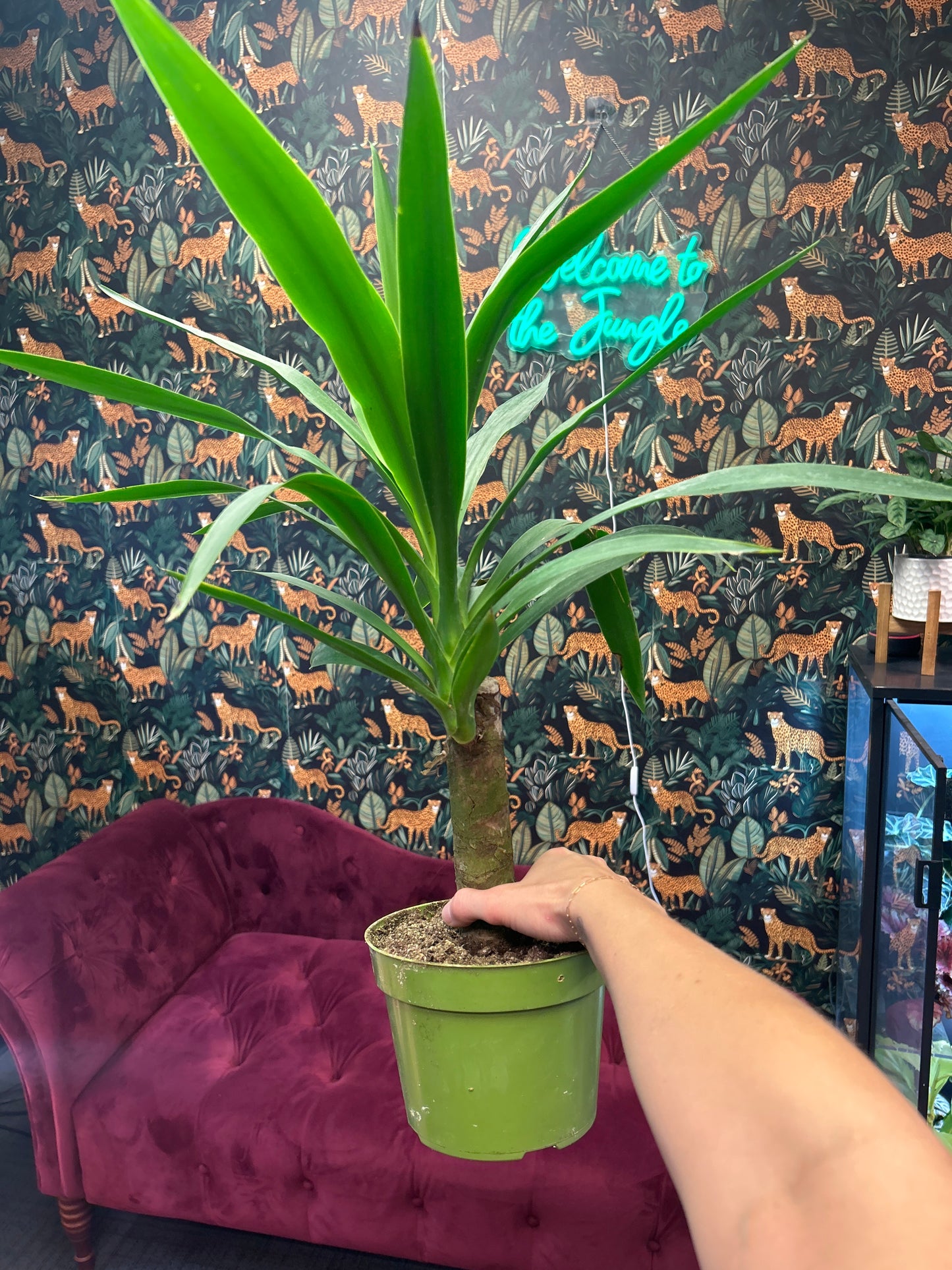 Yucca Cane 6"