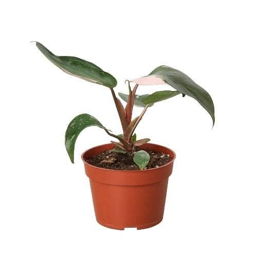 Philodendron 'Pink Princess' - 4"