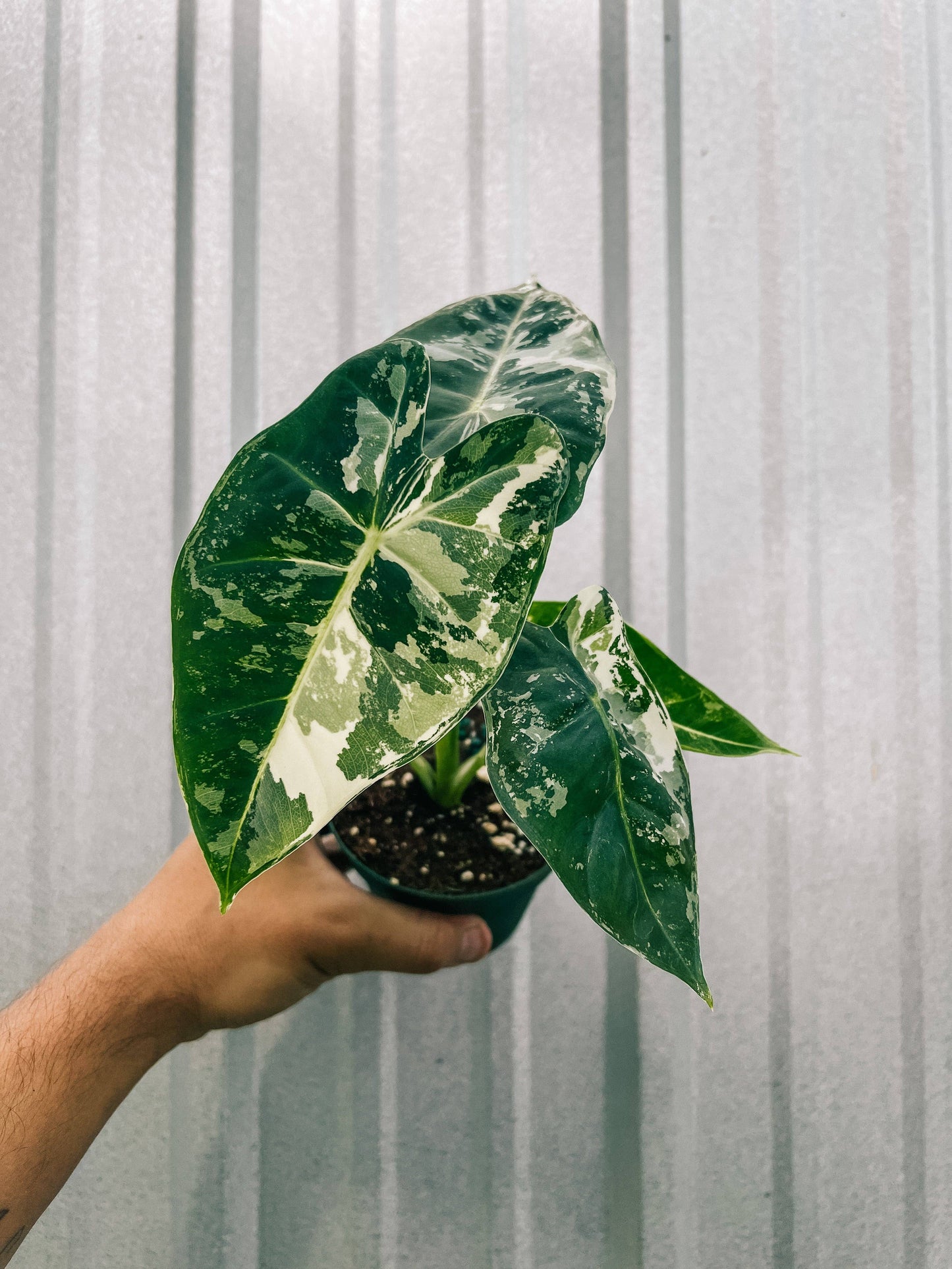 4" Variegated Alocasia 'Frydek'