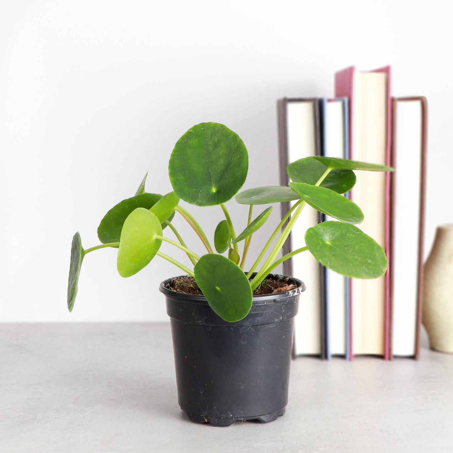Pilea Peperomioides - 4"