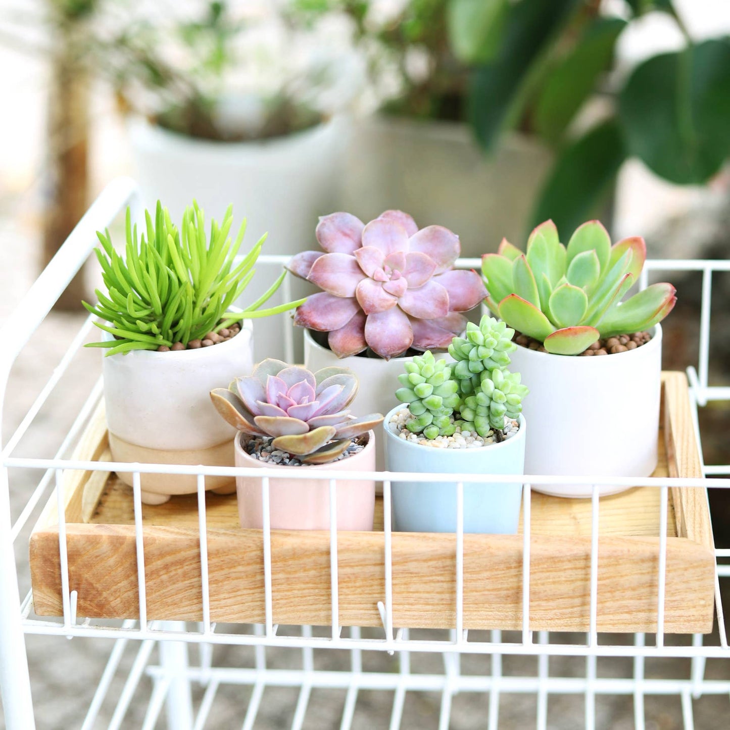 Mystery Succulents - Fully-rooted 2.0" Pot Plants