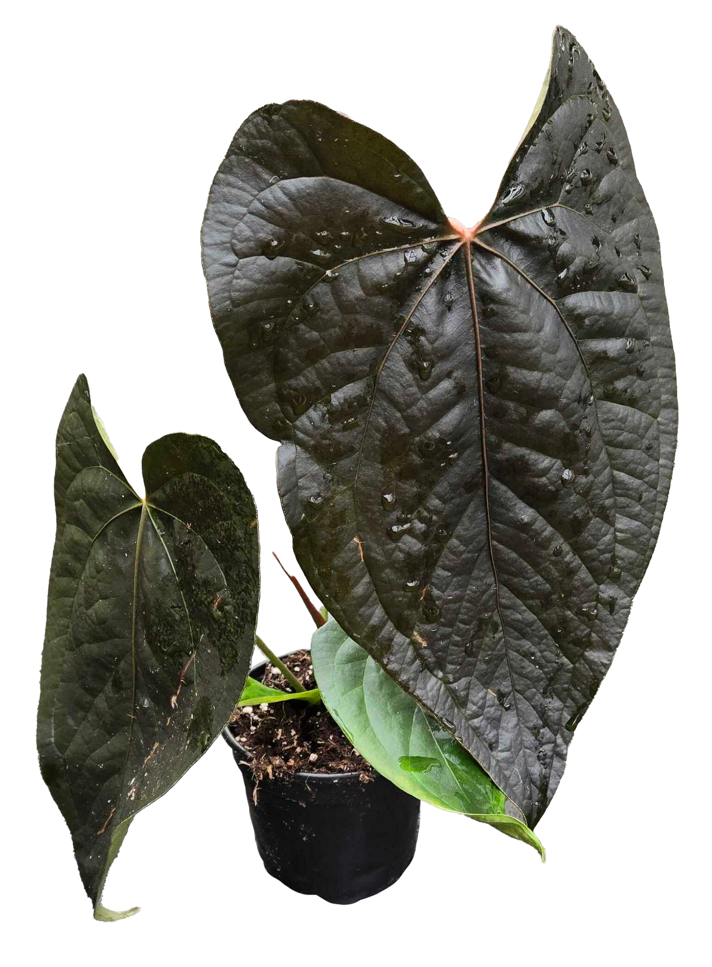 4" Anthurium Queen of Hearts
