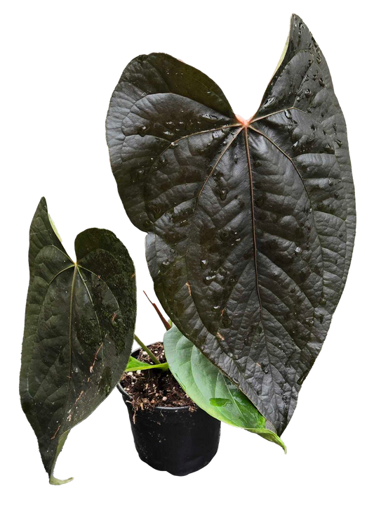 4" Anthurium Queen of Hearts
