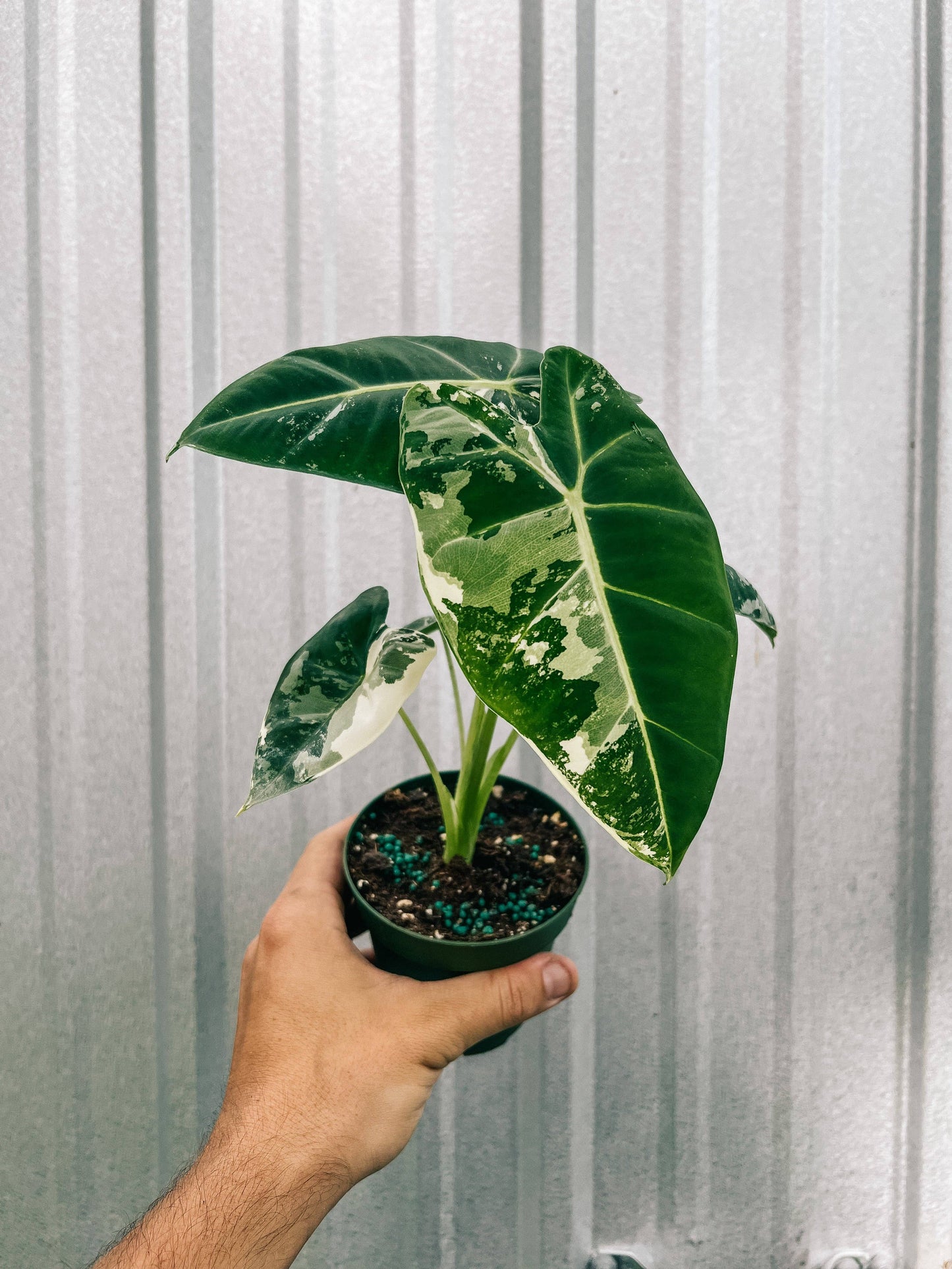 4" Variegated Alocasia 'Frydek'