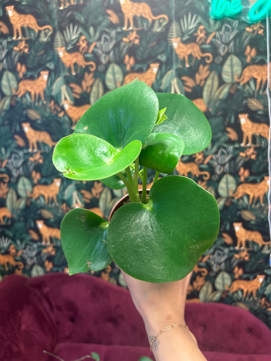 4" Peperomia 'Raindrop'