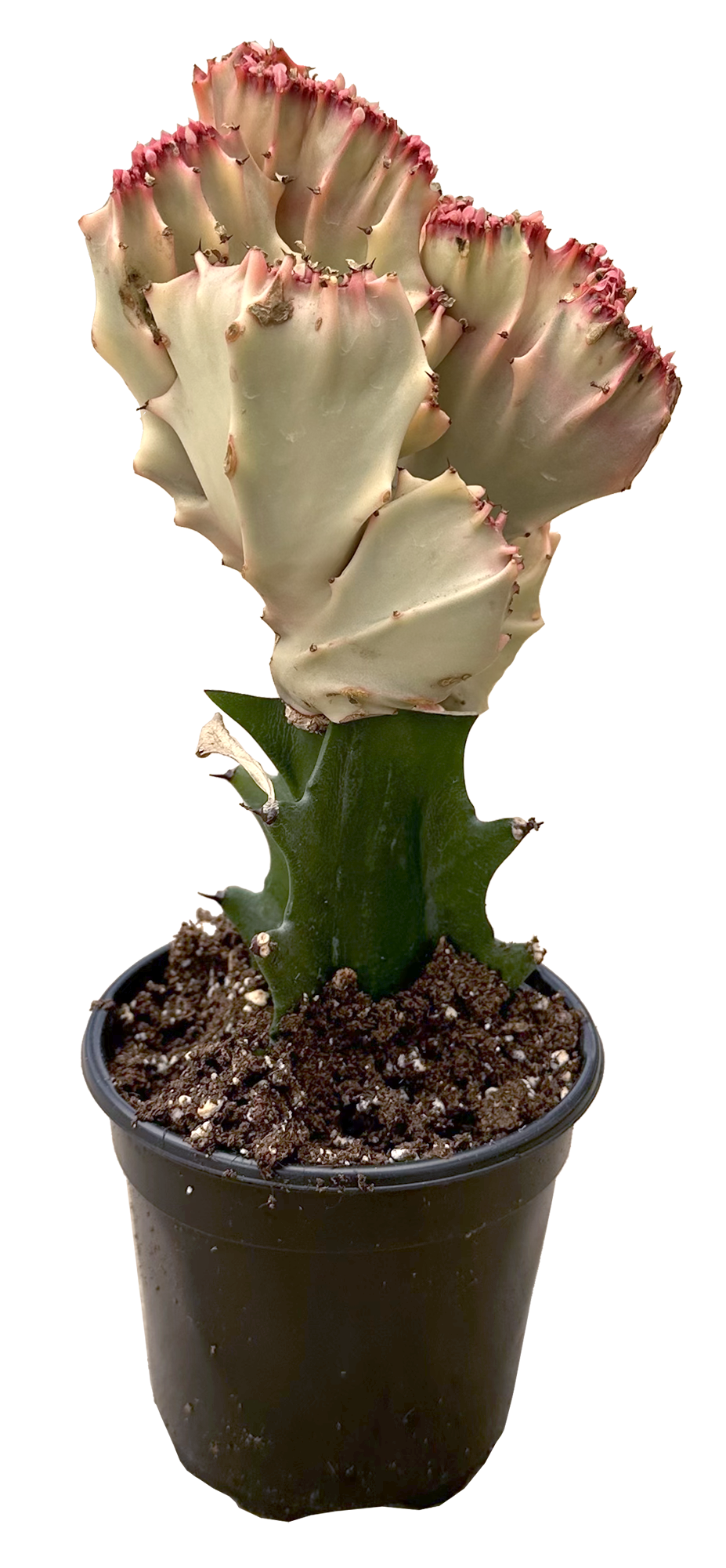 Mermaid Tail Pink Cactus 4"