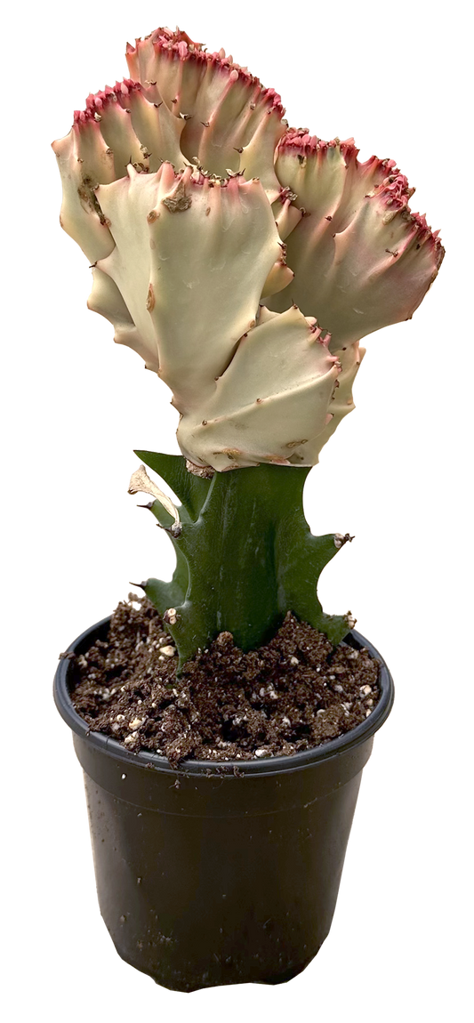 Mermaid Tail Pink Cactus 4"