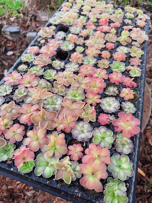 Pinguicula (Butterwort) Carnivorous Plant