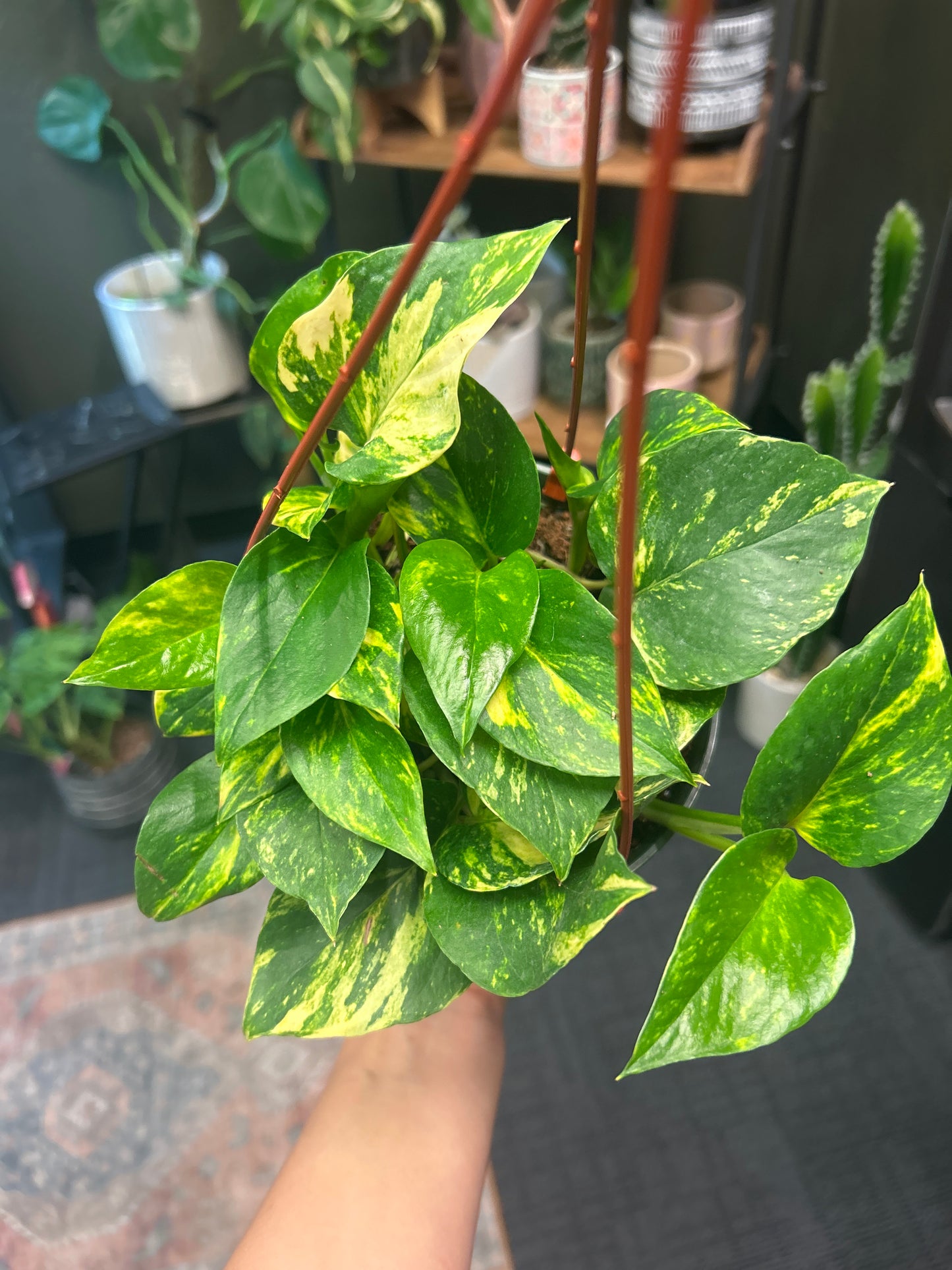 6" Churchill Gold' Pothos