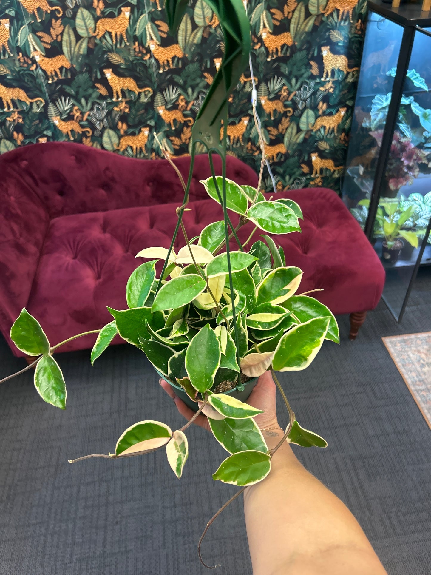 6" Hoya carnosa 'Krimson Queen' (Wax Plant)