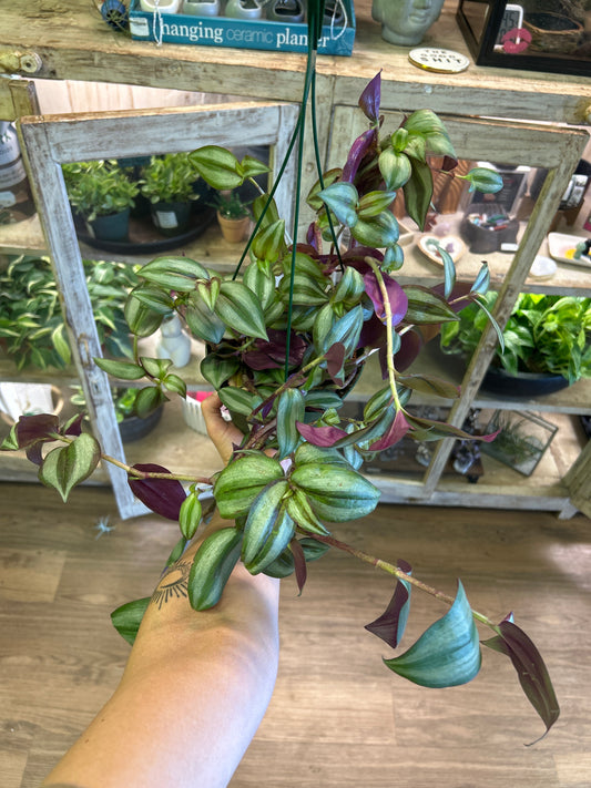 6" Purple Inch Plant