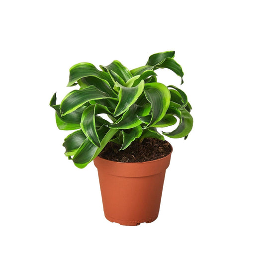 Dracaena 'Tornado' - 4"