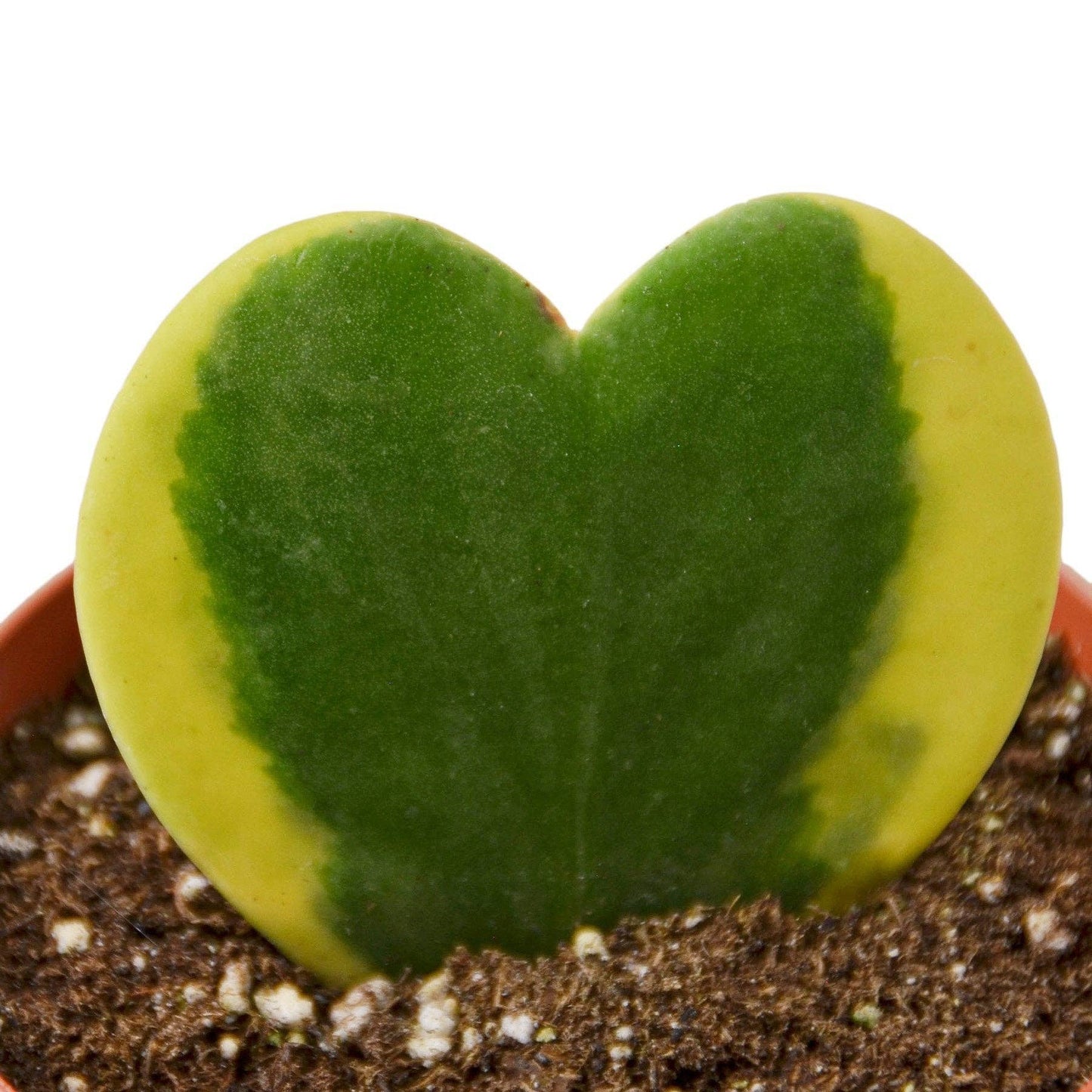 Hoya Sweetheart Variegated: 4"