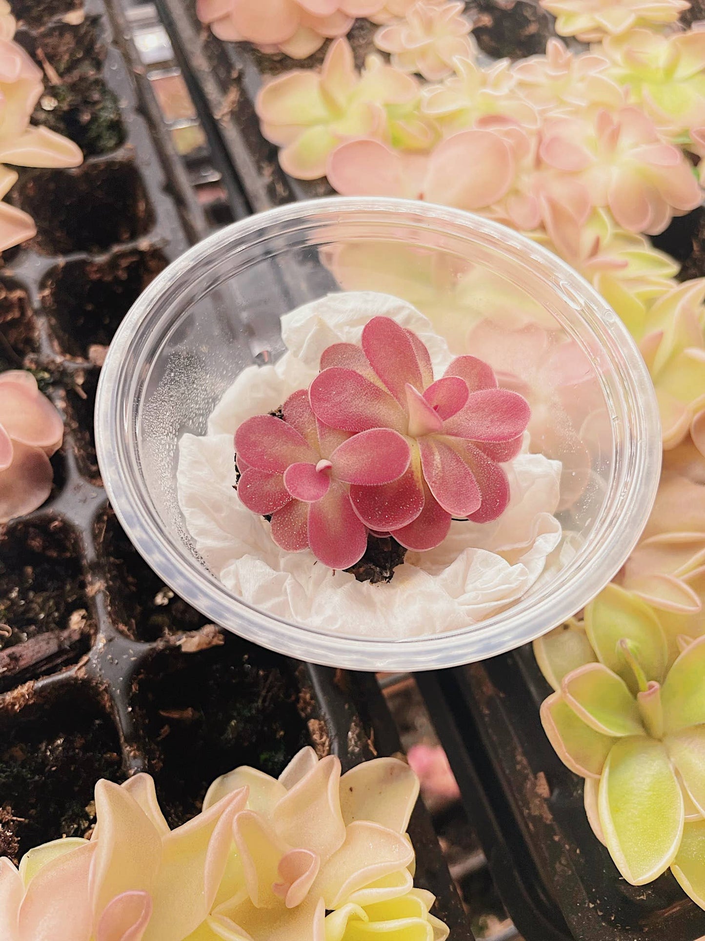 Pinguicula (Butterwort) Carnivorous Plant