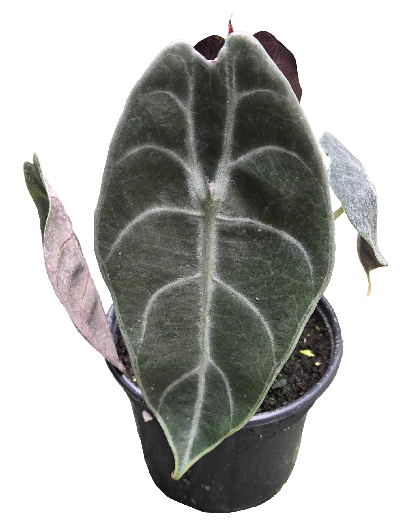 Alocasia Watsoniana 4"