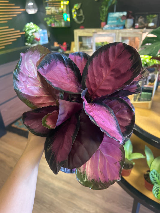 6" Calathea 'Mysty Red'