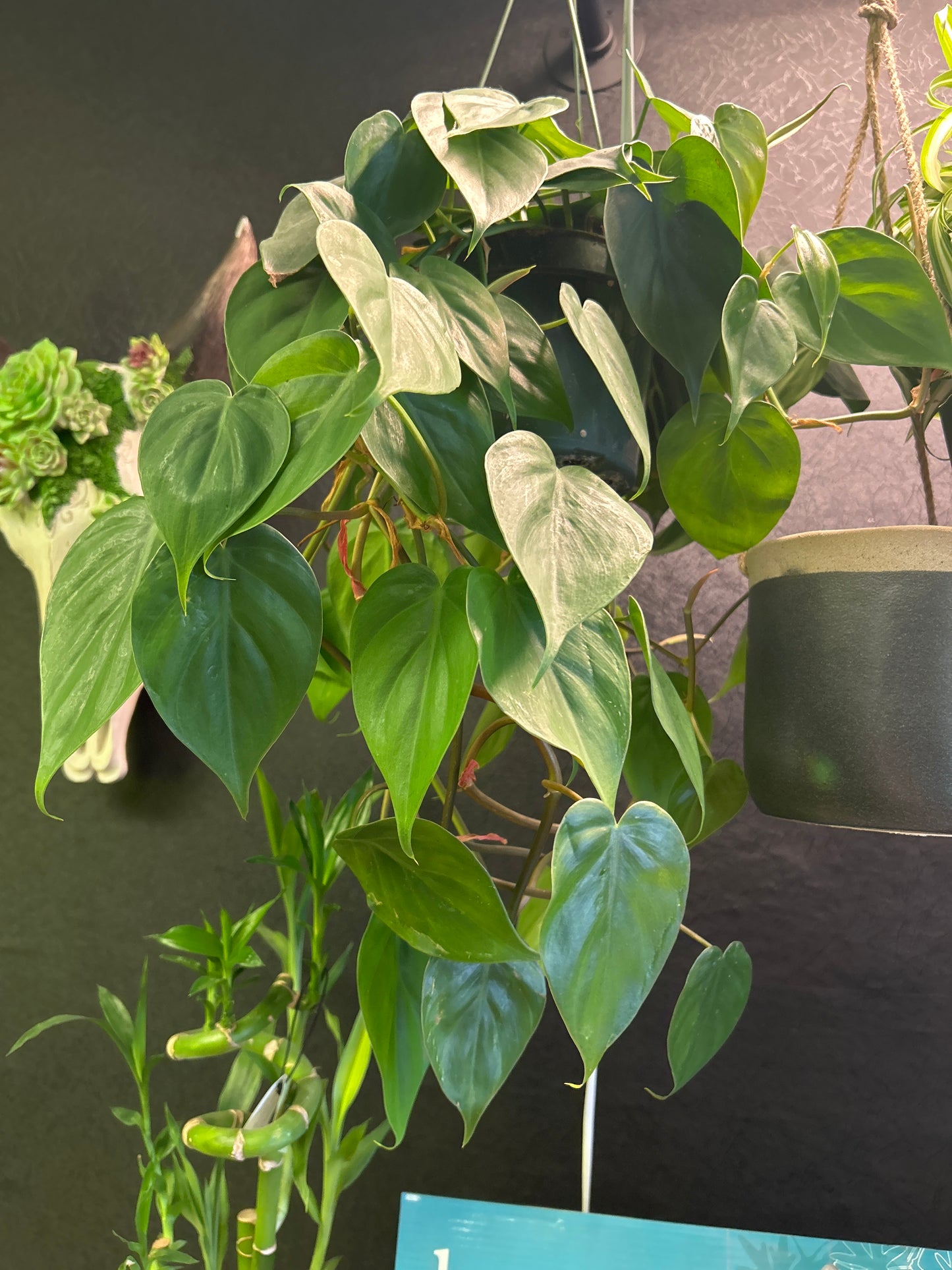 6" Philodendron Heart Leaf
