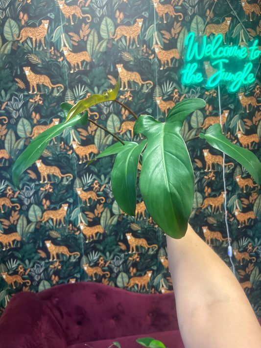 4" Philodendron Mix
