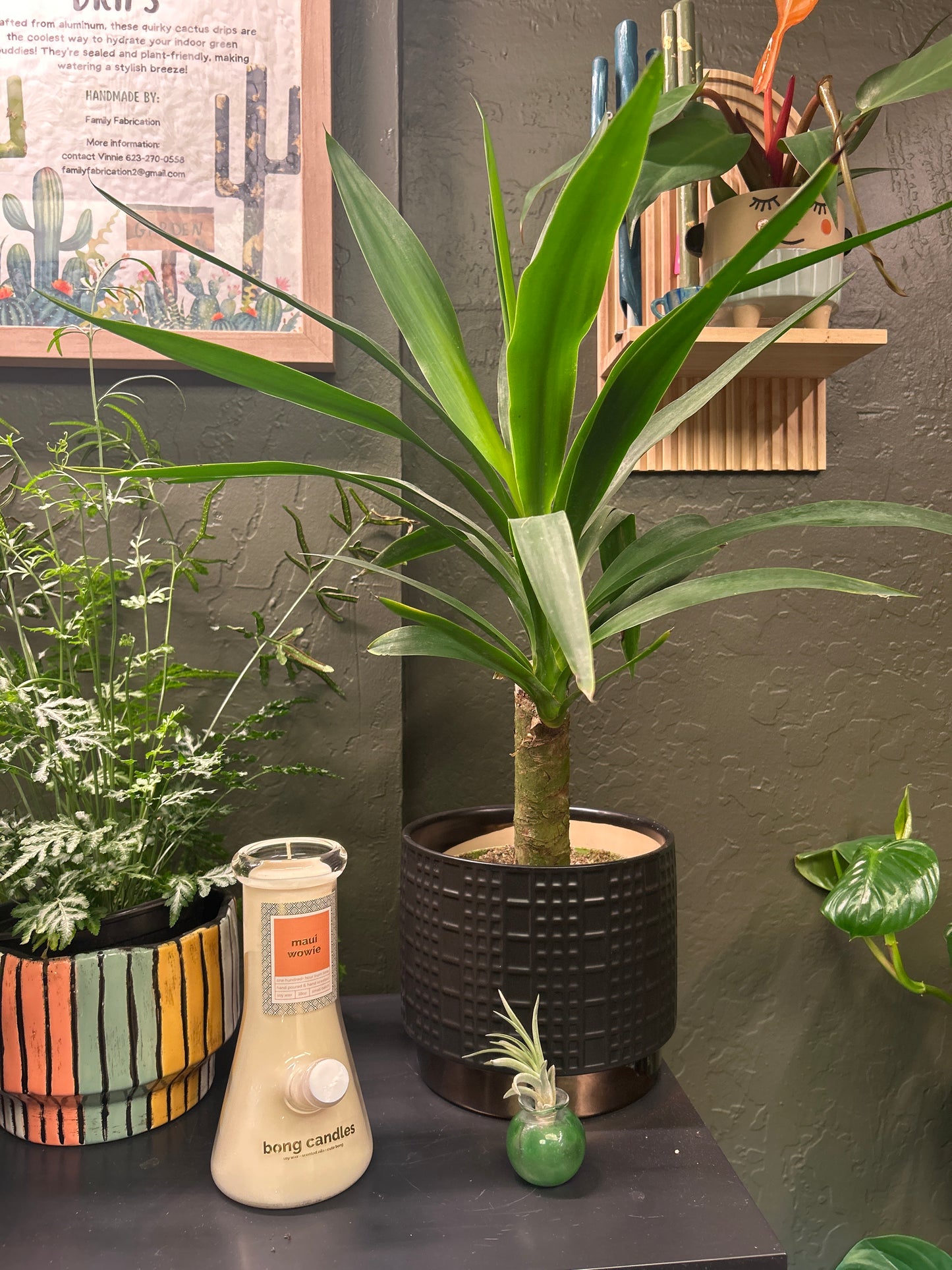 Yucca Cane 6"