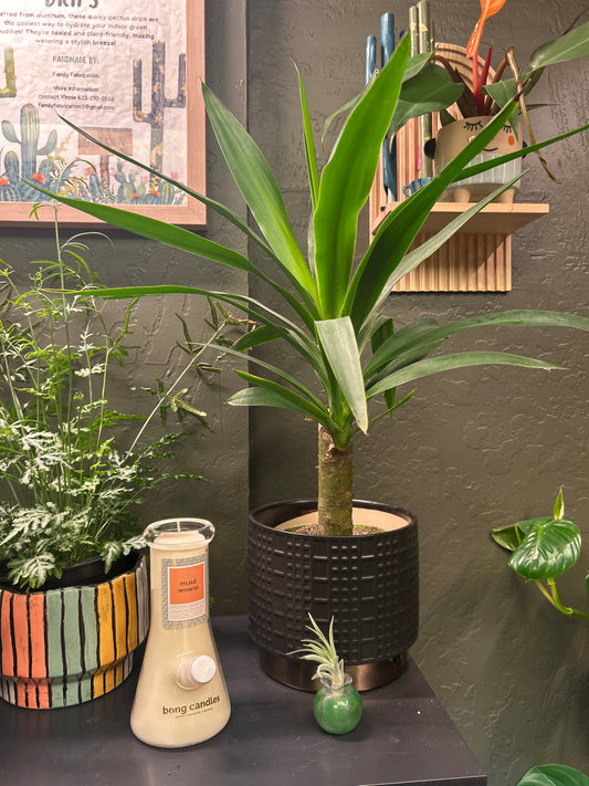 Yucca Cane 6"