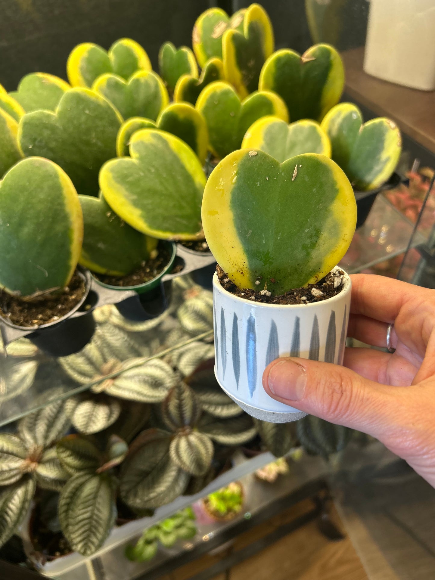 2" Hoya kerrii 'Variegated'