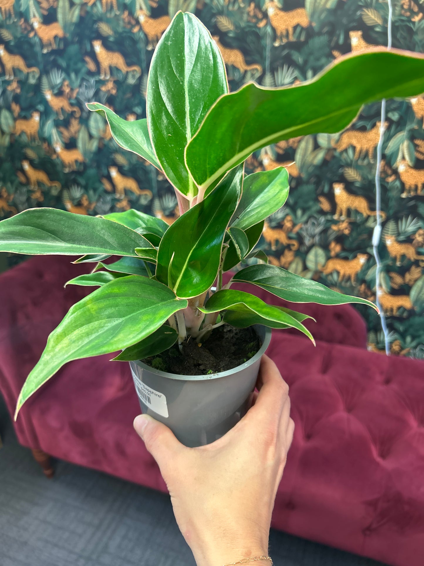 5" Aglaonema 'Sapphire'