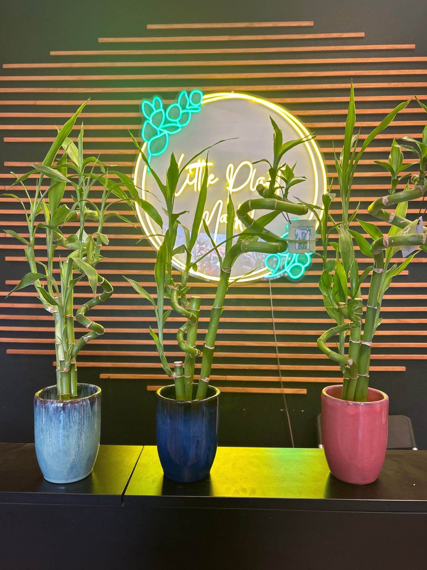 Lucky Bamboo