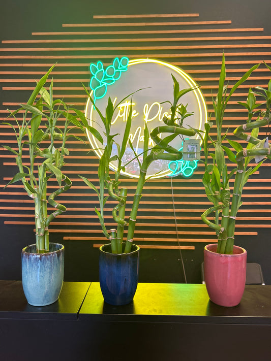 Lucky Bamboo