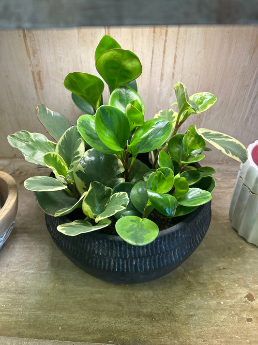 2" Peperomia Mix