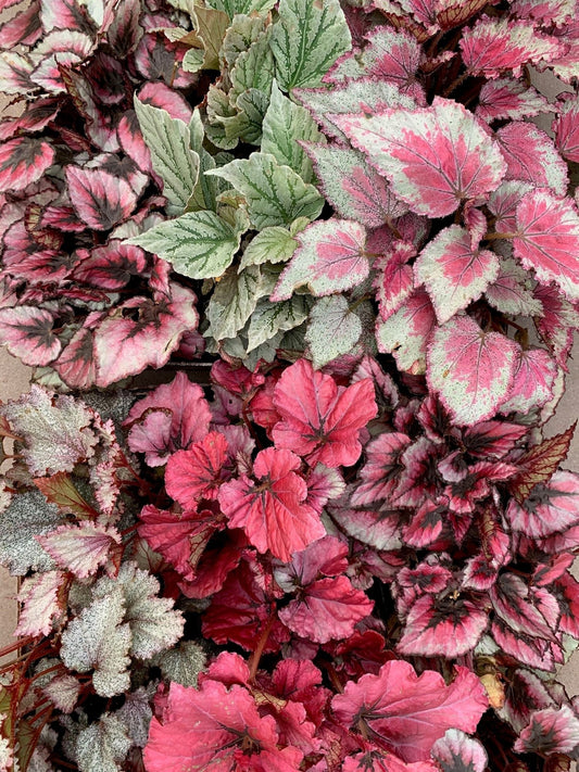 4" Begonia Rex