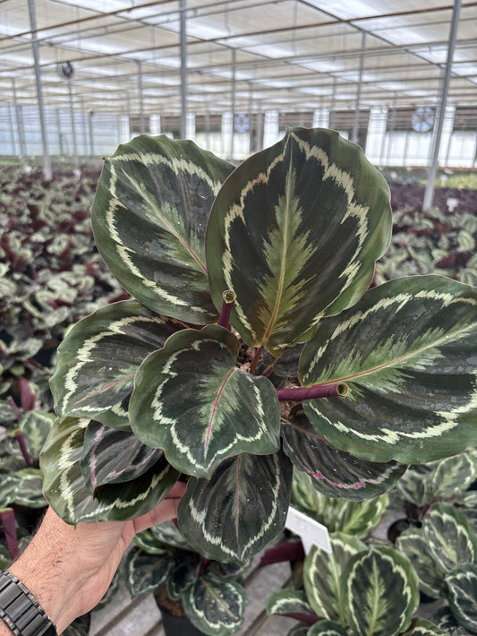6" Calathea 'Medallion'