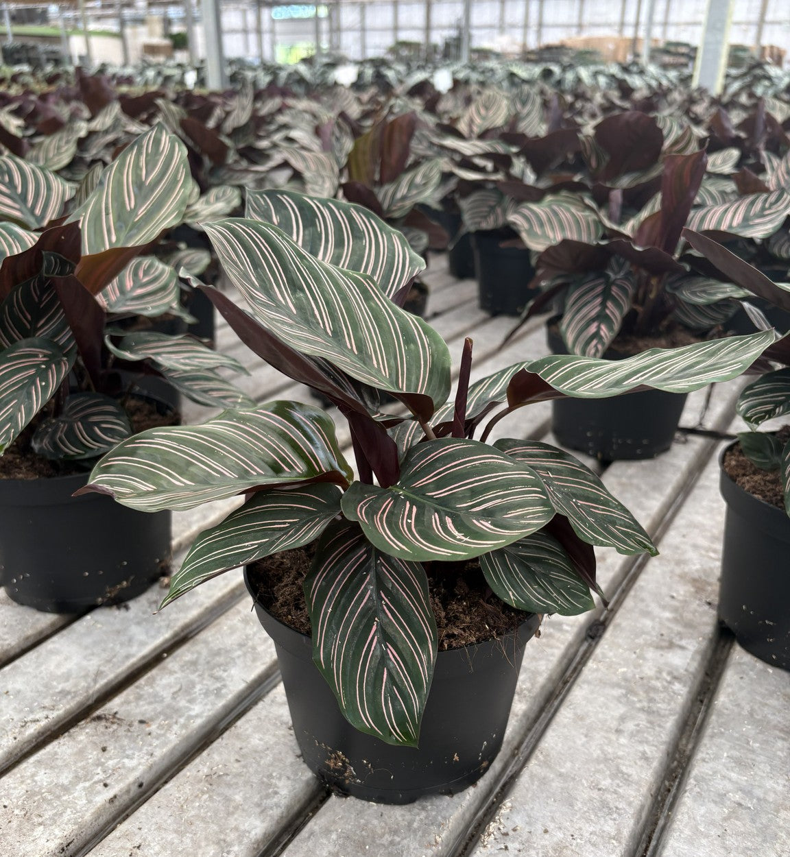6" Calathea ornata 'Sanderiana'