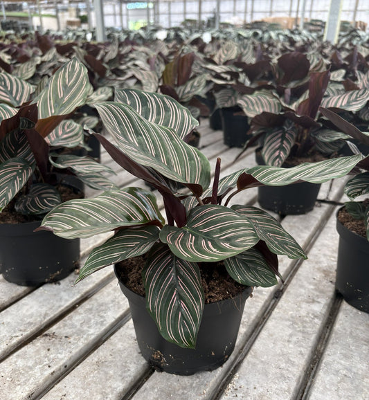 6" Calathea ornata 'Sanderiana'