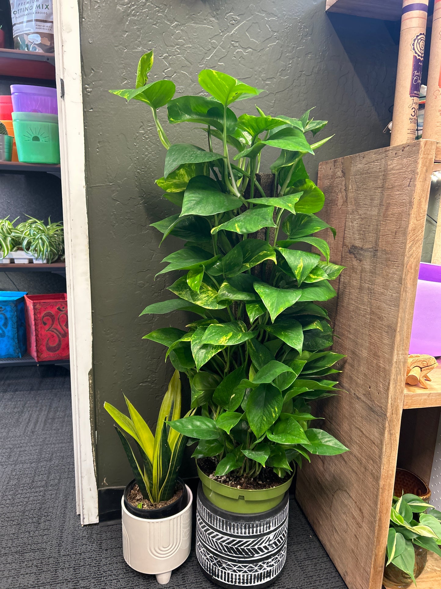 8"  'Giant Hawaiian' Pothos Totem
