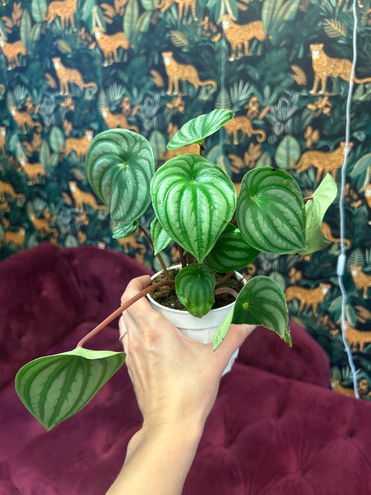 4' Peperomia Watermelon