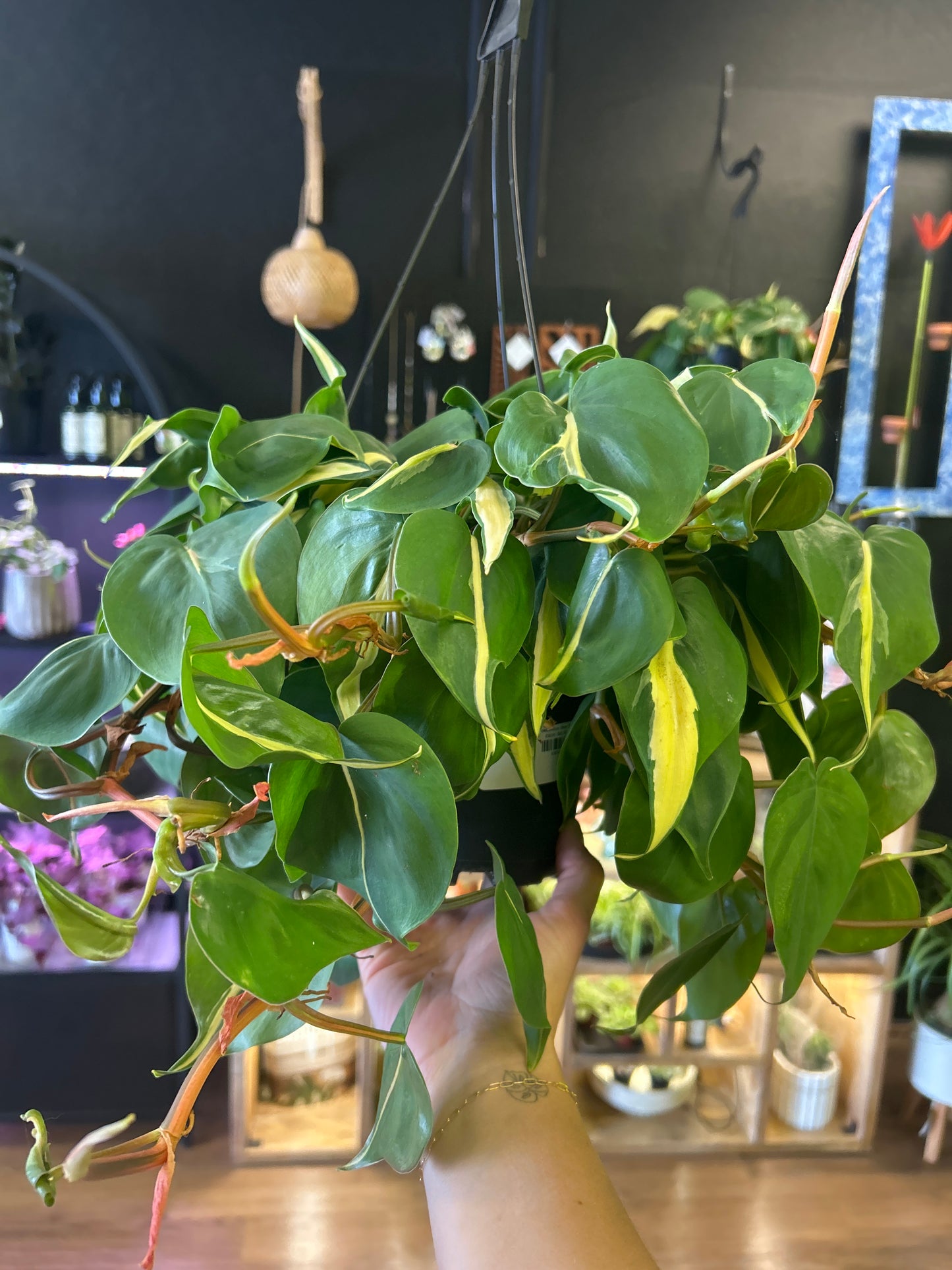 6" Philodendron Silver Stripe