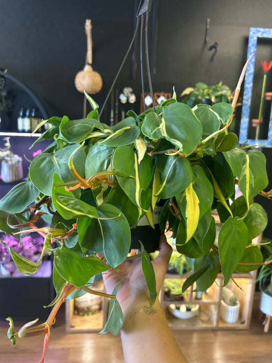 6" Philodendron Silver Stripe