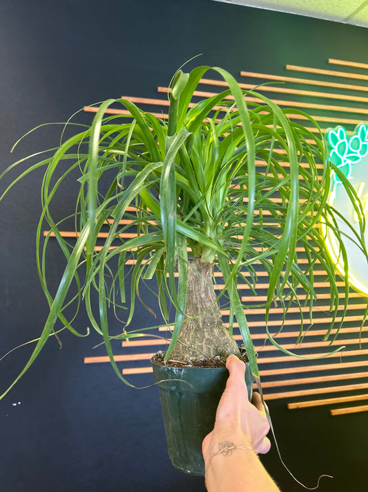 6" Pony Tail Palm
