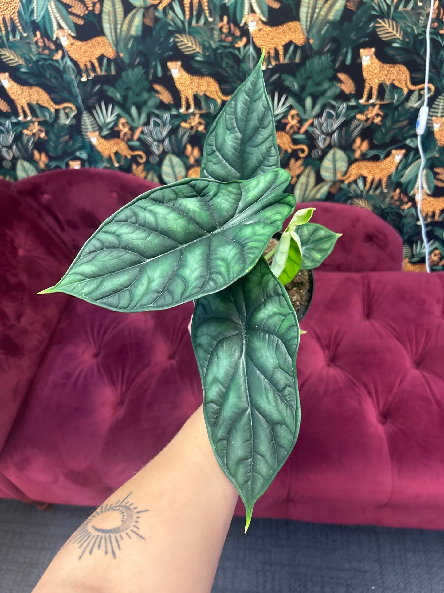 6' Alocasia 'Dragon Scale'