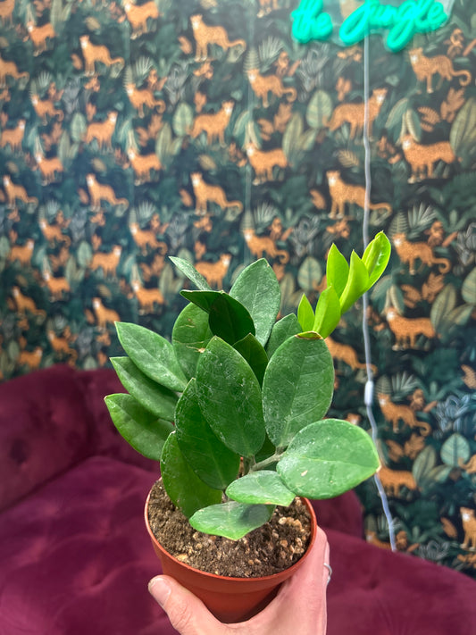 4" Zz Plant