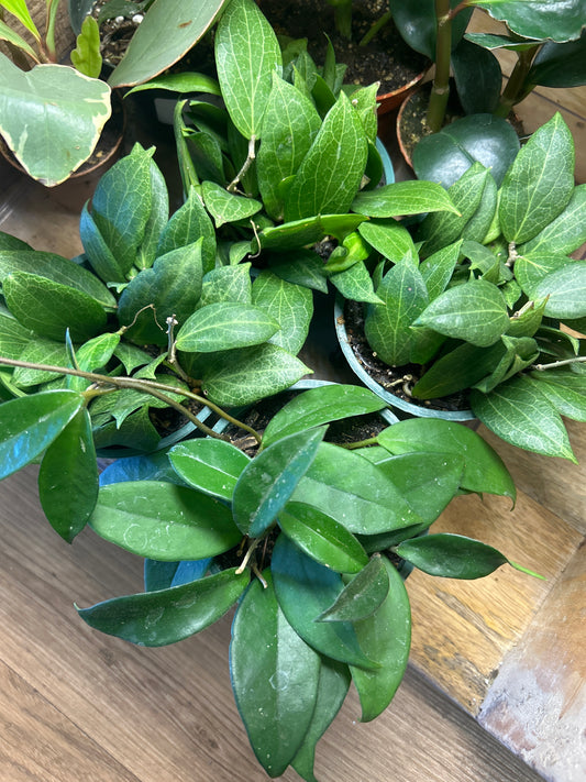 4" Hoya Mix