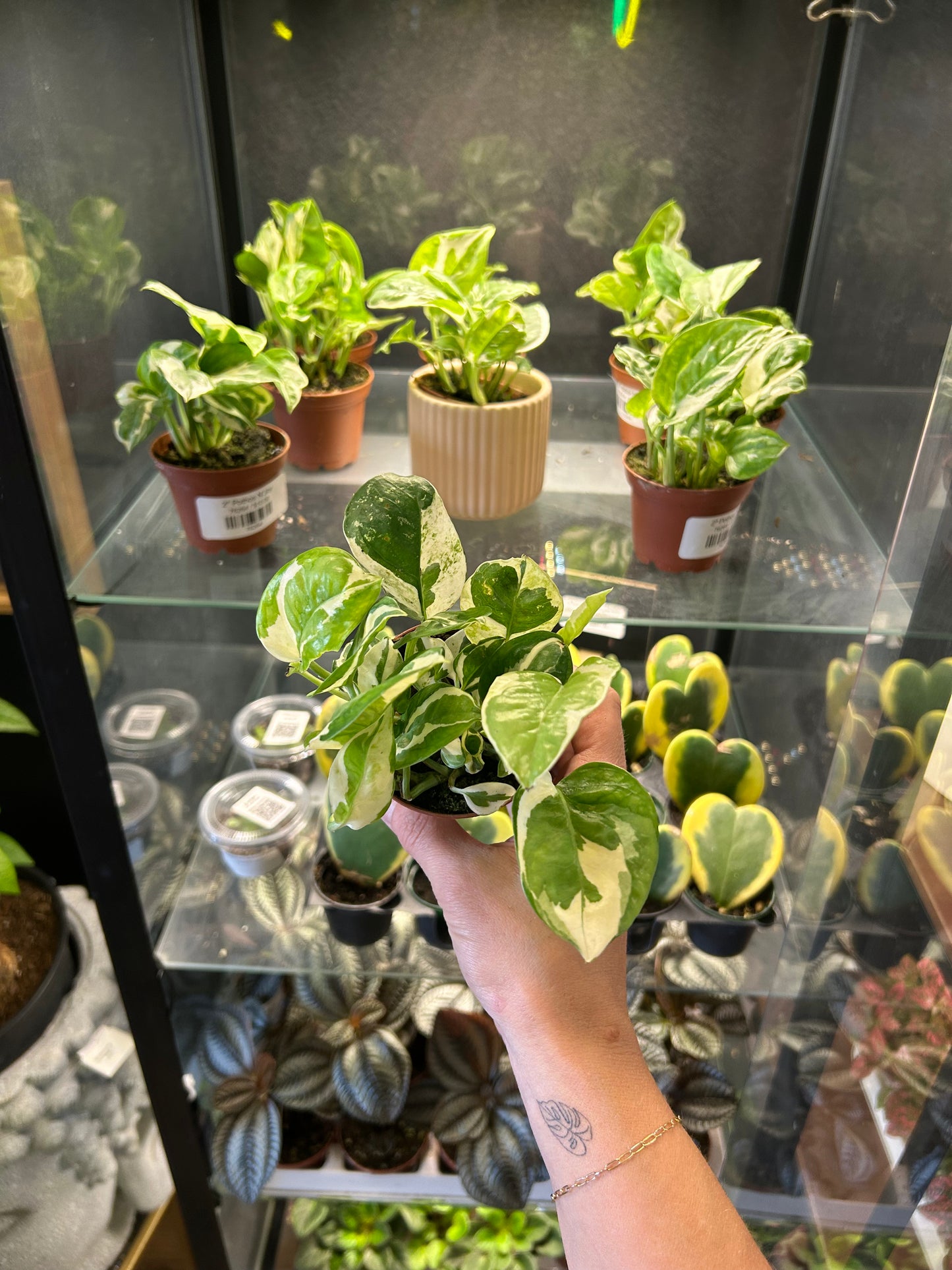 2" Pothos N'Joy
