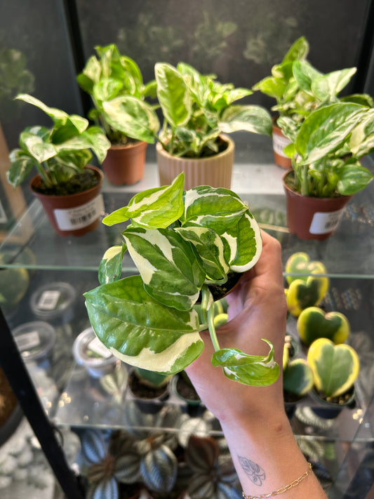 2" Pothos N'Joy