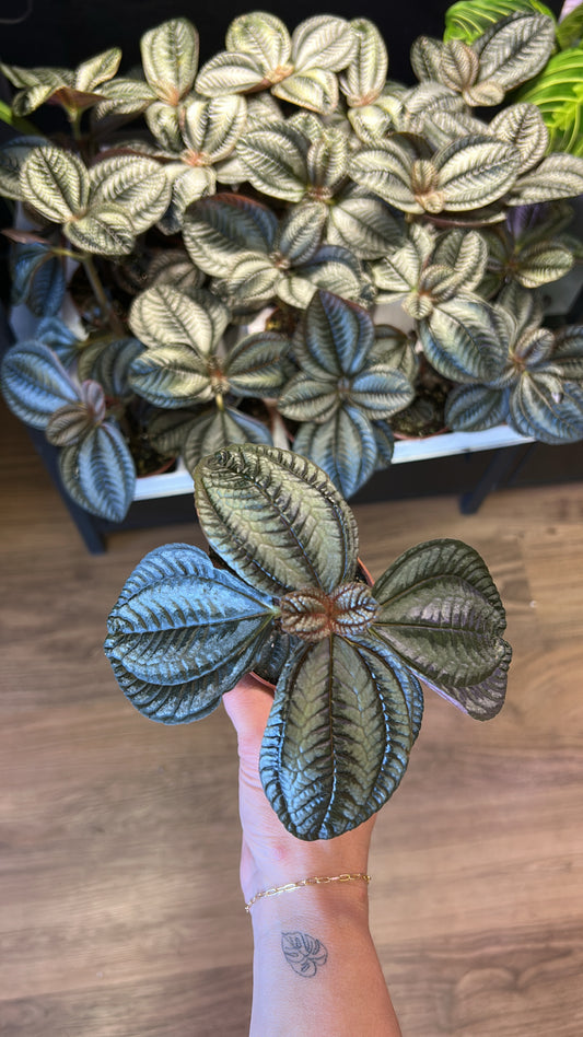 2" Friendship plant