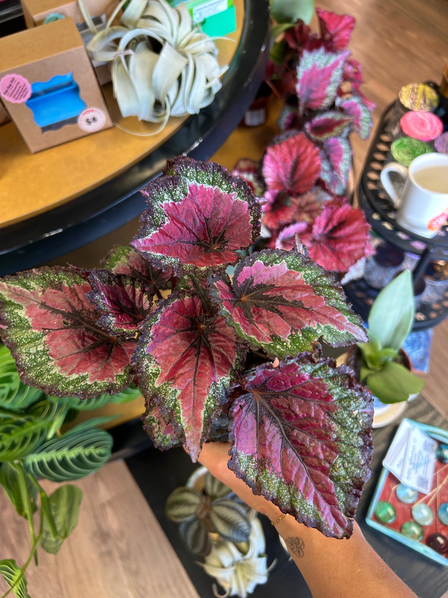4" Begonia Rex