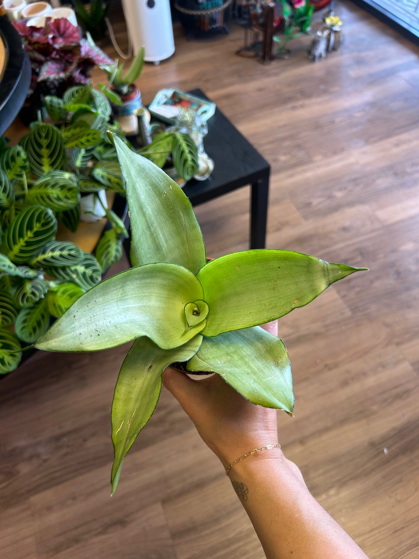 4" Moonshine Snake Plant